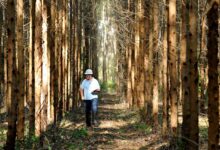 Diretor da Abaf indica que setor florestal tem potencial de crescimento na Bahia
