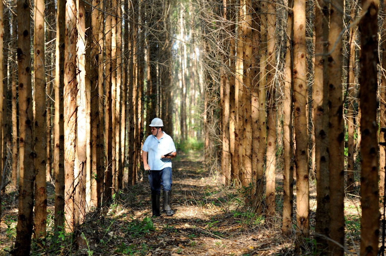 Diretor da Abaf indica que setor florestal tem potencial de crescimento na Bahia