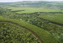 Como o setor florestal brasileiro se tornou referência em manejo sustentável