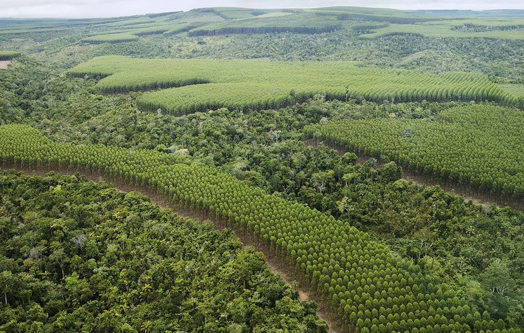 Como o setor florestal brasileiro se tornou referência em manejo sustentável
