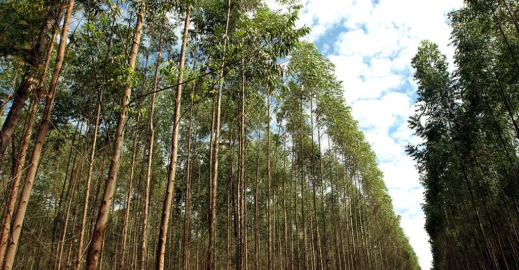 Paraguai receberá investimento de US$ 4 bilhões para produção florestal de eucalipto