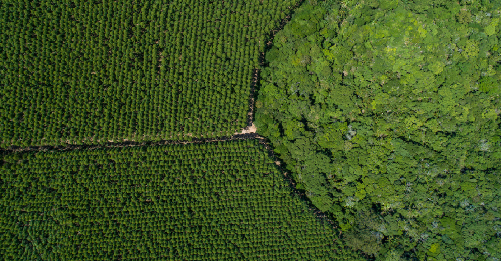 Suzano amplia base florestal em MS para abastecer o Projeto Cerrado