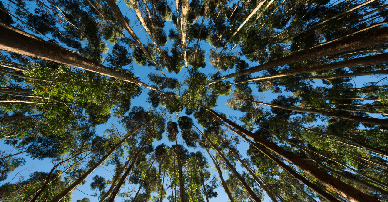 Produção florestal do Brasil cresce e celulose mantém liderança nas exportações