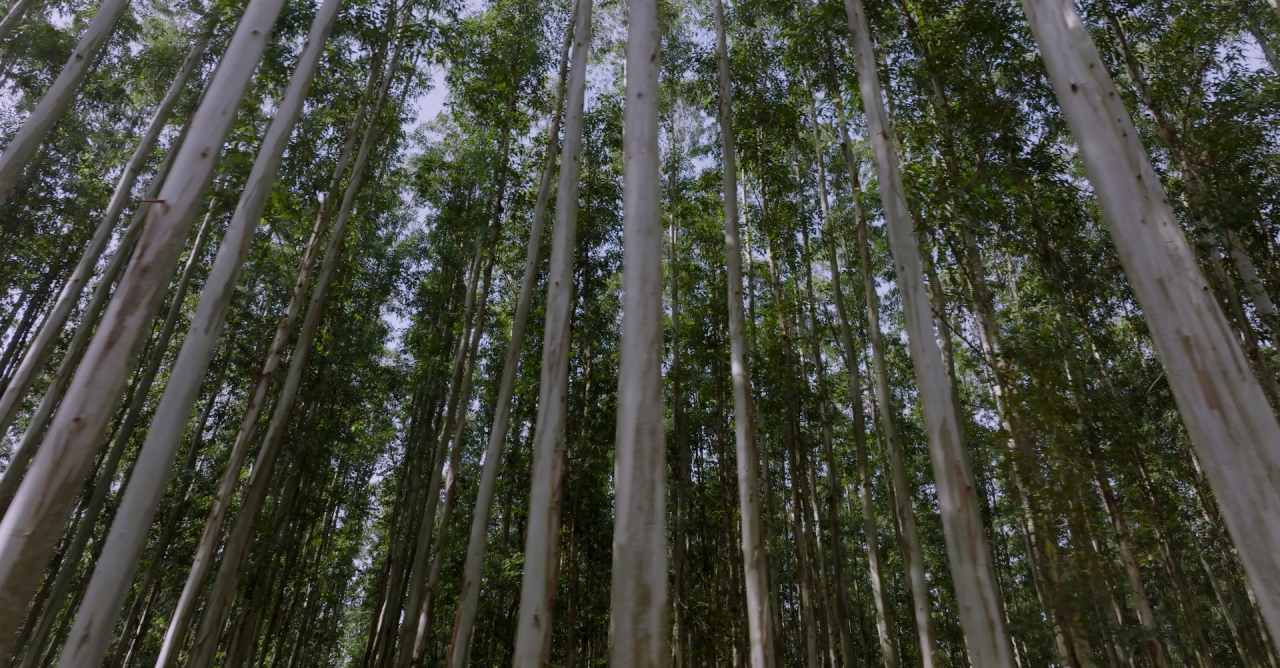 Documentário destaca protagonismo do Brasil na celulose e sustentabilidade global, com apoio da Ibá