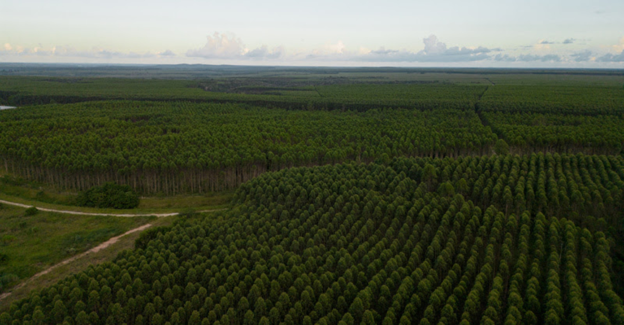 Silvicultura no Nordeste: como o eucalipto impulsiona o avanço florestal da Bahia