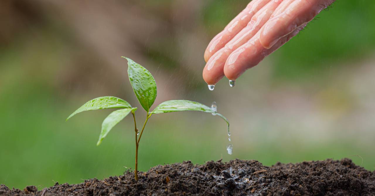 Ibá lança infográfico sobre gestão hídrica no setor de árvores plantadas