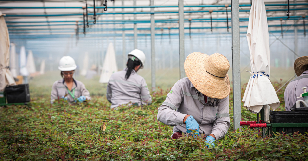 Programas da Suzano qualificam mais de 750 mulheres e ampliam presença feminina no setor florestal em MS