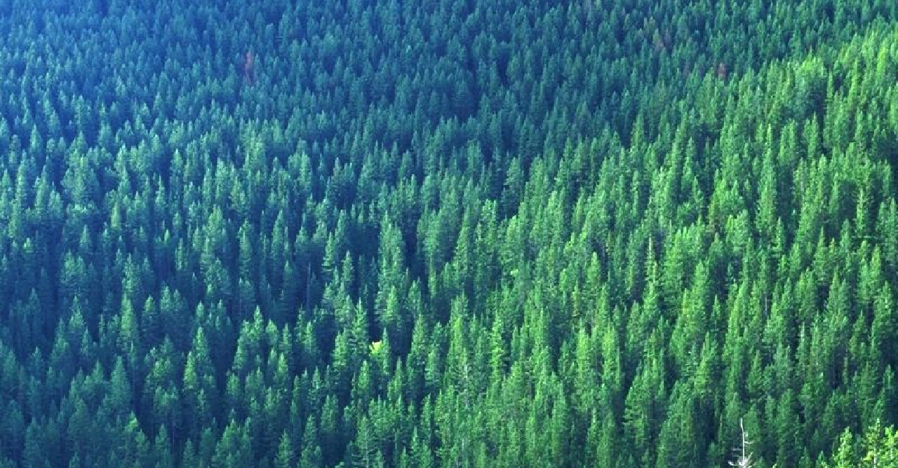 Valmet na Summit Week 2026: Eficiência e inovação da matéria-prima ao produto final