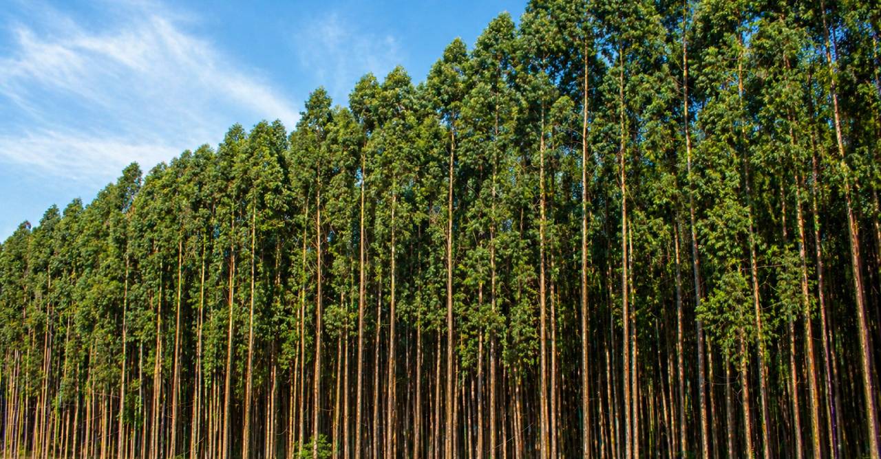 Integração vertical chinesa pressiona demanda por celulose brasileira