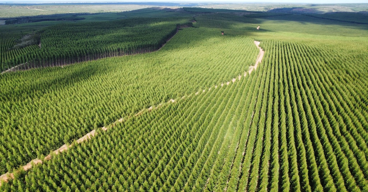 Bracell obtém financiamento bilionário para expansão florestal em Mato Grosso do Sul