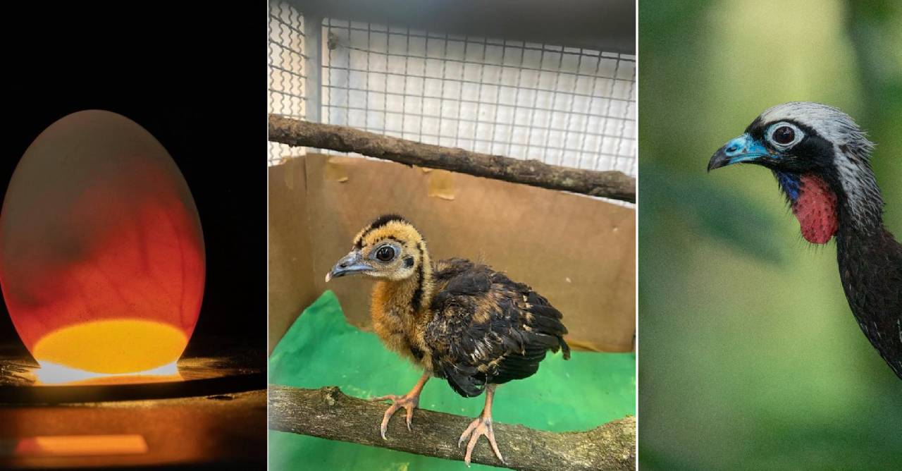 Projeto da Klabin alcança marco com primeira reprodução de jacutinga em vida livre no Paraná