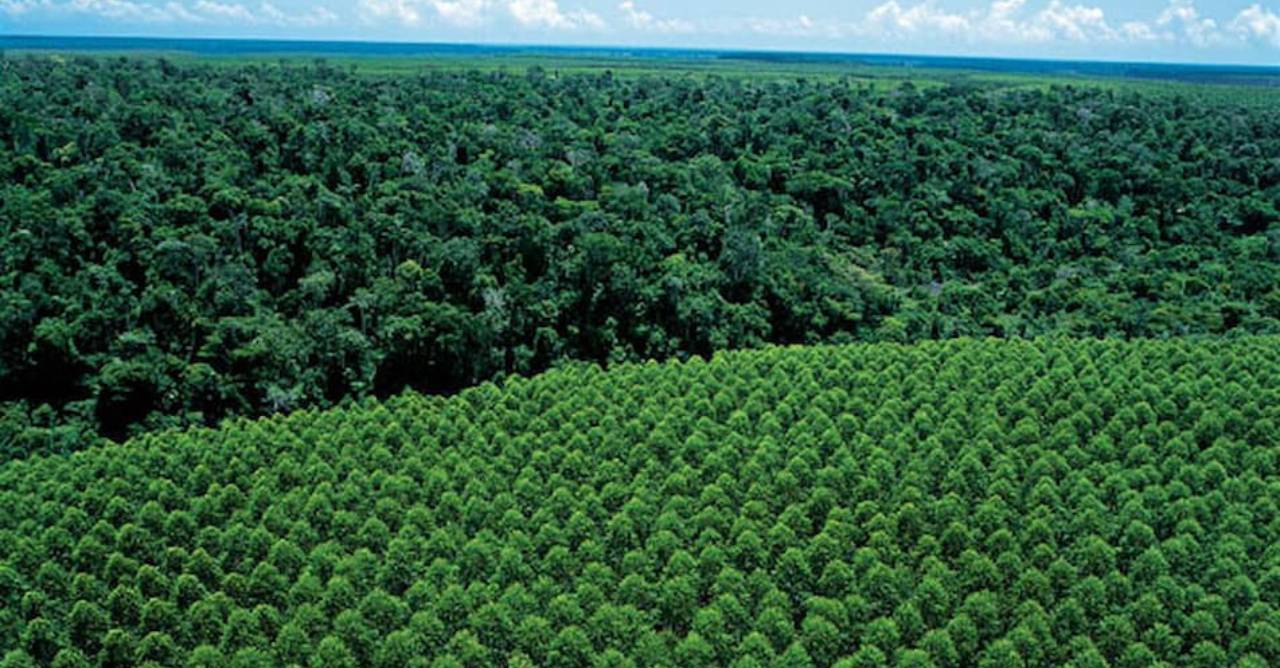 Suzano alerta para aumento dos incêndios florestais na Bahia e no Espírito Santo