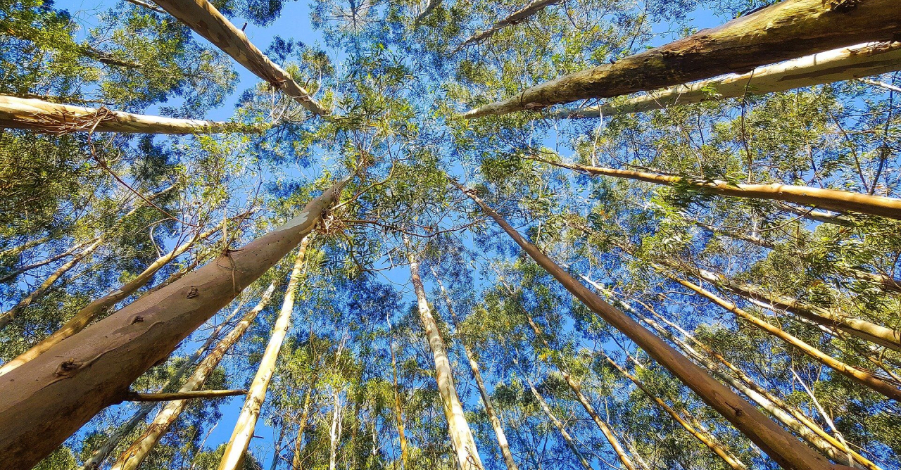 Investimentos em celulose impulsionam comércio e serviços em Mato Grosso do Sul