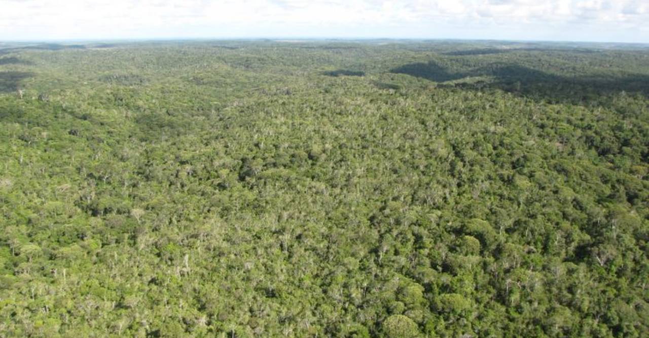 Bracell celebra 30 anos de reserva ambiental que protege a biodiversidade da Mata Atlântica