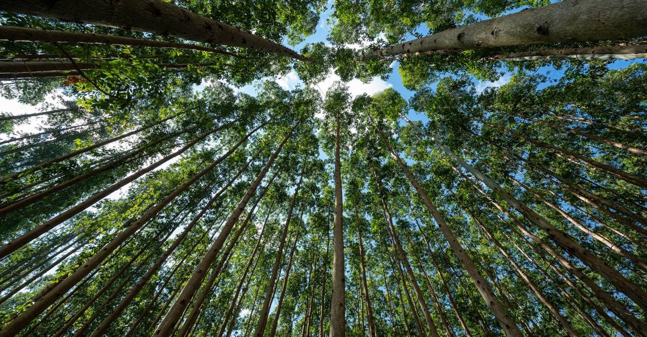 FEPAM concede Licença Prévia ao Projeto Natureza da CMPC